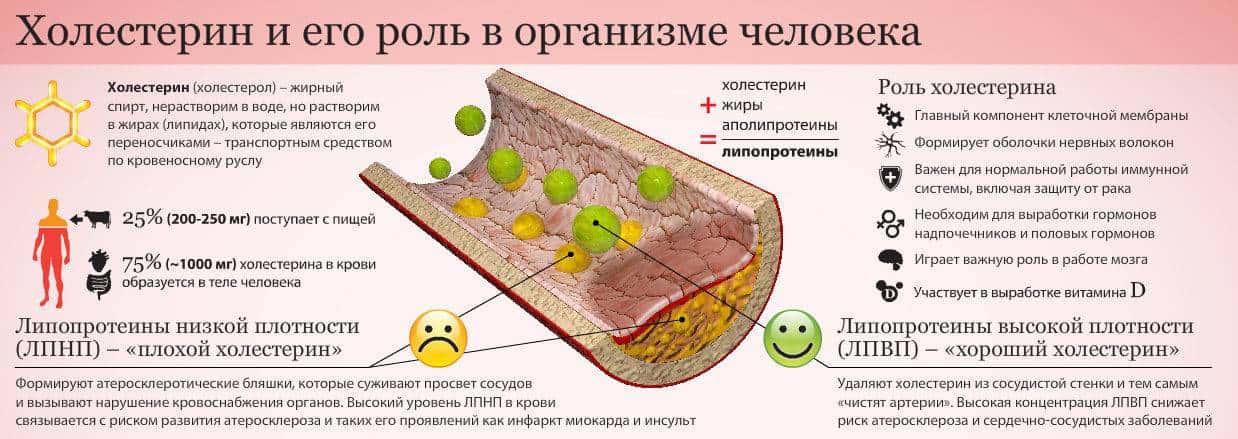 Холестерин и его роль в организме человека  